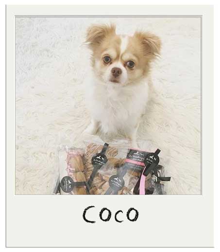 Coco avec son Panier cadeau chiens